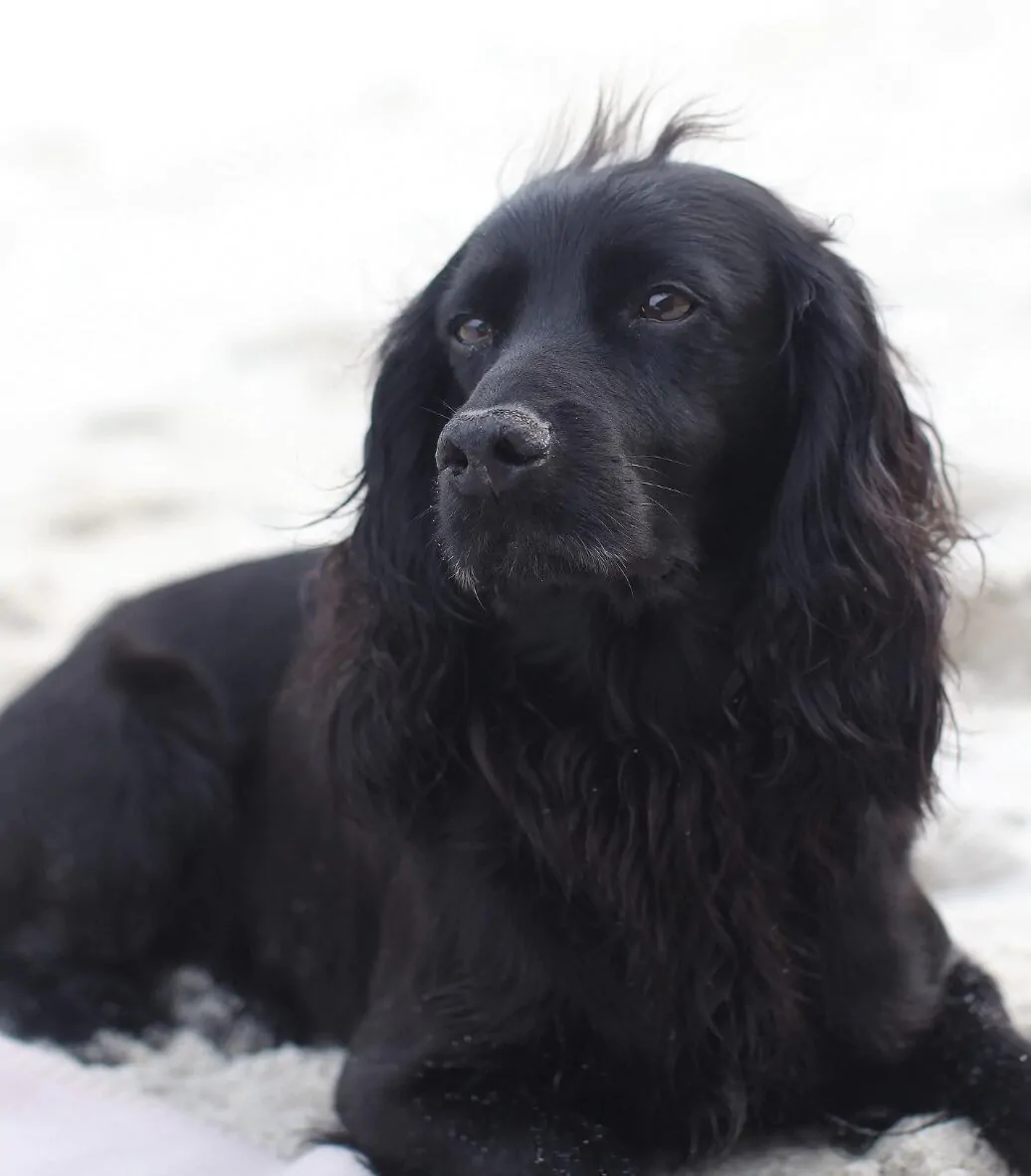 Prince William and Kate Middleton's former dog Lupo