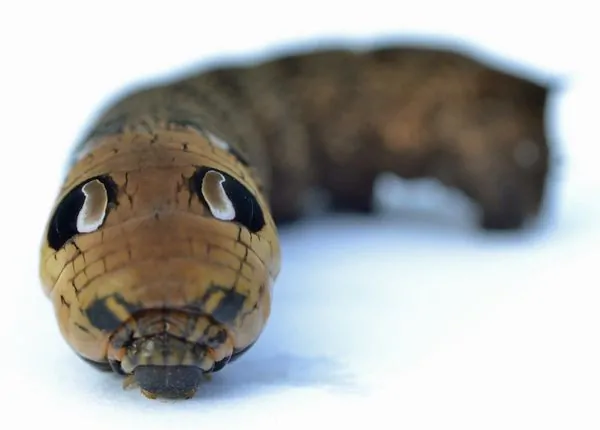 Snake-like caterpillar